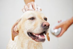 Grooming