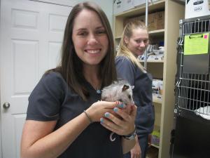 opossum